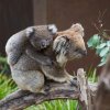 Koalas, Healesville Sanctuary